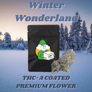 Winter Wonderland (Exotic Hybrid)